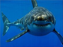Почему в океанариумах не держат белых акул