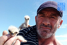 Дагестанский фермер заботится о диких птицах