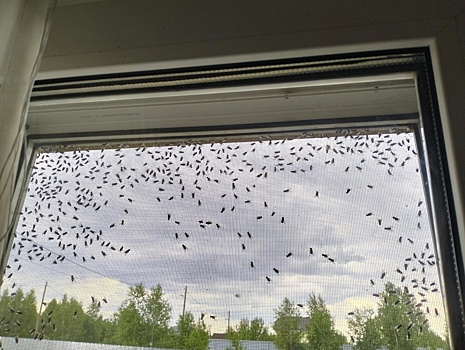 Челябинскую область «захватили» мухи, жители отчаянно просят помощи