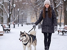 Иркутяне собрали 200 кг вещей для животных без хозяев