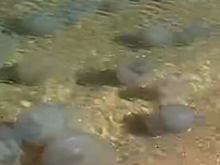 Из-за осолонения воды Азовское море заполнили полчища медуз