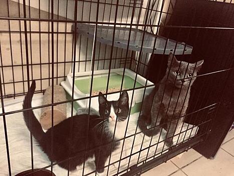 Зоозащитники взяли штурмом еще одну квартиру с котами живодерки Зайцевой