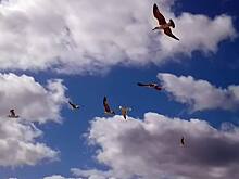 Власти Саранска успокоили жителей из-за громких звуков в небе