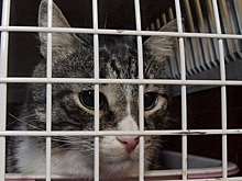 Британец получил семь лет за попытку использовать кошек для контрабанды героина