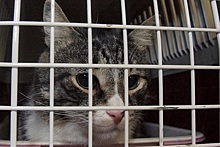 Британец получил семь лет за попытку использовать кошек для контрабанды героина