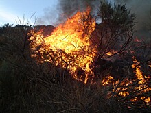 В Прикамье на защиту лесов от пожаров выделят в три раза больше средств, чем в 2021 году
