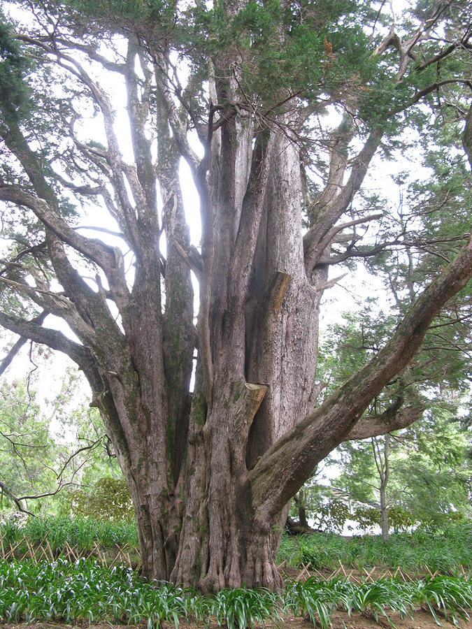 Ботанический Сад Хаггала, Шри-Ланка, Шри-Ланка