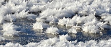 На водоёмах Курска выросли 5-сантметровые снежные цветы