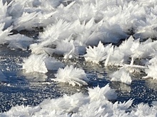 На водоёмах Курска выросли 5-сантметровые снежные цветы