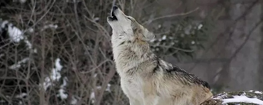 С начала года в Псковской области уничтожено около 60 волков