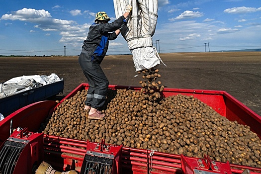 Беларусь с запасом обеспечена нынешним урожаем картофеля