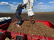 Беларусь с запасом обеспечена нынешним урожаем картофеля
