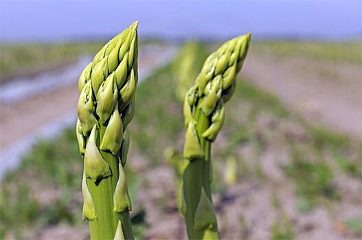 Ученые советуют лечить диабет и заболевания печени спаржей