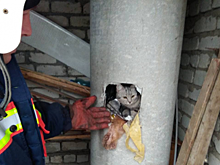 Вмёрзшего в лёд реки кота спасли в Балашихе
