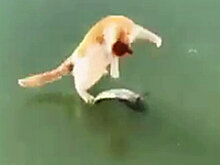 Голодный кот «вывернулся наизнанку», пытаясь достать вмерзшую в лед рыбу: видео