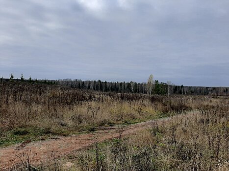 В Удмуртии усилена охрана хвойных деревьев в рамках операции «Ель»