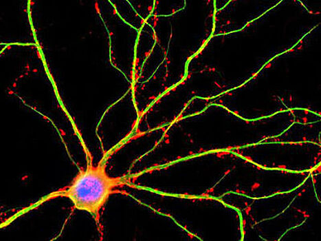 Мозг в десять раз более активен, чем считалось прежде