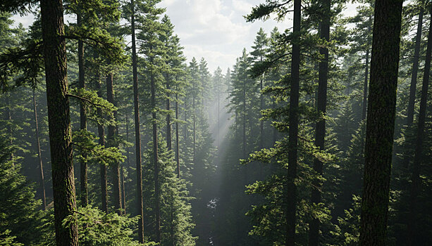 Климат, деньги и судьба планеты: зачем мир снова собрался в Бразилии