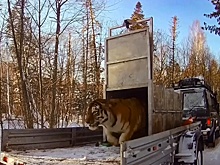 В Хабаровском крае тигрицу с тремя тигрятами вернули в дикую природу