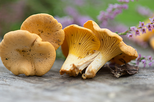 Проктолог рассказала, в чем ценность лесных грибов для организма