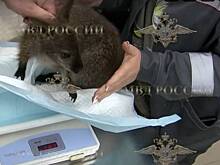 Раскрыта взволновавшая всю Россию кража трех кенгурят. Похитителем оказался карлик с необычной мечтой