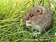 Медитирующая мышь: можно ли научить животных осознанности