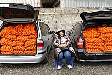 Почему абхазских мандаринов на нашем рынке всего 4-6%, и что такое мандариновые туры