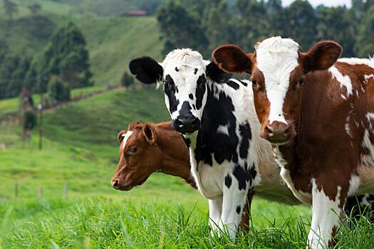 Корова: несколько фактов о священном животном Индии