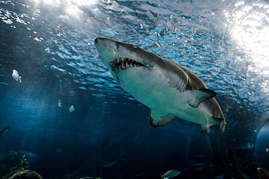 Ученые: в Британию направляются акулы-людоеды