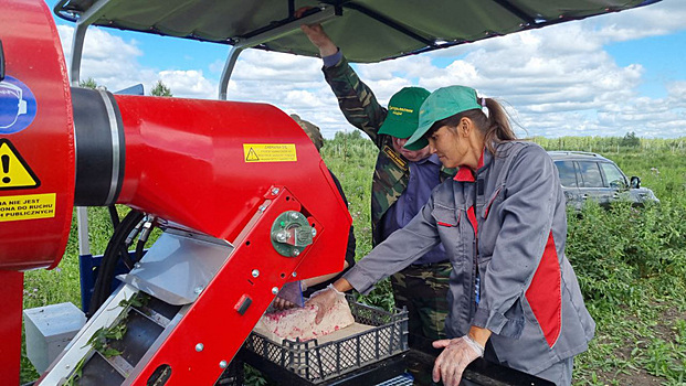 В челябинских садах тонны ягод собрали комбайном