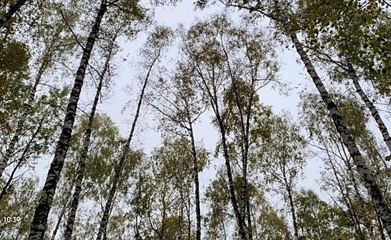 Расторгнут договор аренды участков леса под жилищное строительство в Железногорске