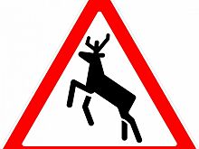 Департамент по охране животного мира напоминает, что летом требуется повышенное внимание в зонах действия знака «Дикие животные»