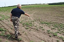 В Лысогорском районе не нашли виновных в гибели 120 сурков