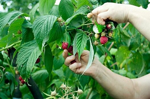 Урожай плодово-ягодных культур в Краснодарском крае превысил 3,5 тыс. тонн