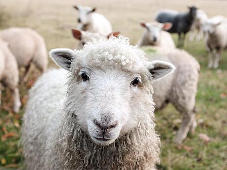 Sci-fi на пастбище: учёные вставили овцам бионические глаза