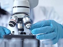 Стало известно, как кишечные бактерии могут продлить жизнь человека