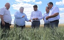 Оренбургская область – лидер по твердой пшенице - расширяет площади под горчицей, льном и сафлором