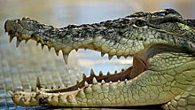 Огромный крокодил вылез из океана и съел двух акул на глазах у людей