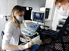 Три по цене одного: в столичных ветеринарных клиниках сделают УЗИ брюшной полости со скидкой