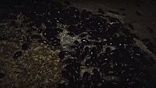«Инсекторский ад». Полчища черных тараканов обнаружили в Сарове и Нижнем Новгороде