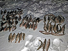 Рыбака с 75-метровой сетью поймали на льду Оби в Новосибирске