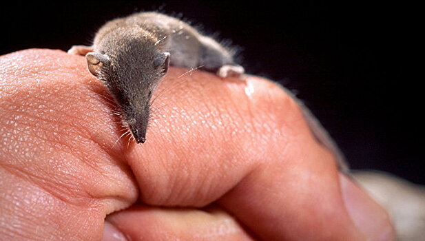 В РФ обнаружили самое маленькое в мире млекопитающее