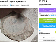 Челябинец выставил на продажу окаменелый гриб за ₽75 тысяч
