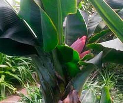 В Озерске дети выращивают райские бананы