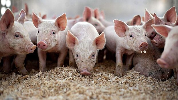 Африканская чума свиней выявлена в соседних с Вологодчиной областях