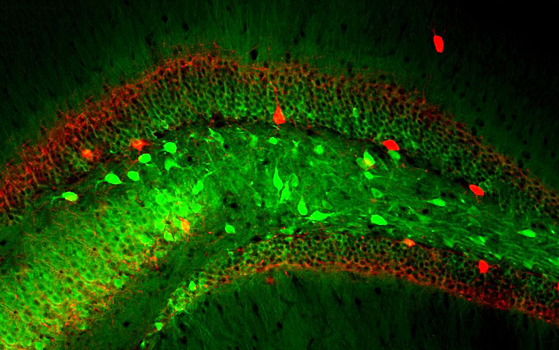 Нейроны создают в мозге копию карты местности