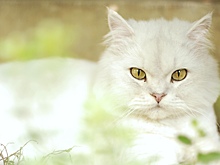 Раскрыт секрет способности кошек приземляться на лапы