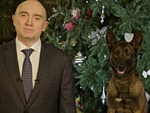 Выросла и научилась искать взрывчатку: в Челябинске нашли собаку, которая снялась в ролике с экс-губернатором Борисом Дубровским