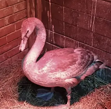 Не Самара, а курорт: как краснокнижные птицы загорают в волжском солярии