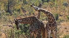 Жирафы подрались за самку в ЮАР